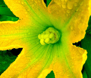 Leinwandbild Direkt Art HOSEUS, Zucchiniblüte gelb 100x100